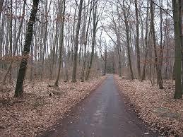 Frankfurt City Forest